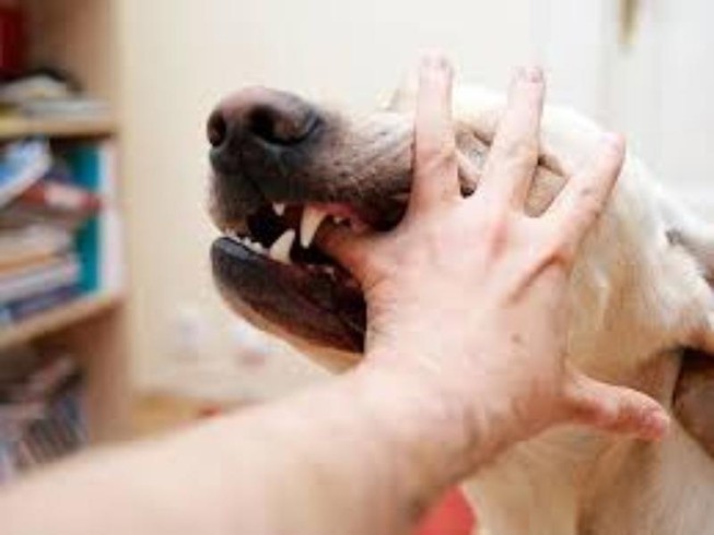 Mất 2 chân vì vết chó cắn từ 2 năm trước