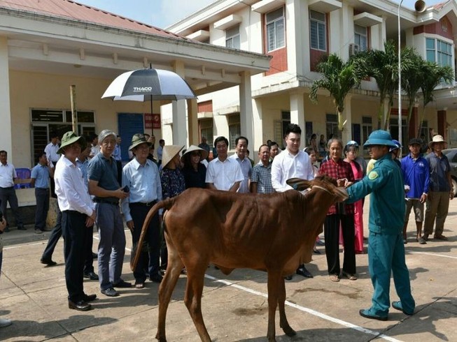 "Chú Tư Sang" trao tặng 100 con bò giống cho người nghèo