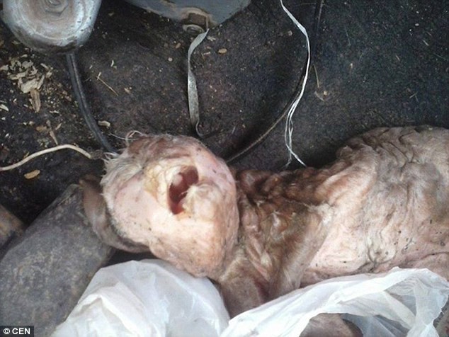 Kỳ dị chú dê có khuôn mặt giống người