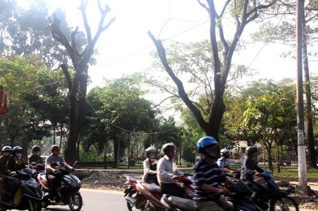 Đốn hạ 116 cây xanh cửa ngõ sân bay Tân Sơn Nhất