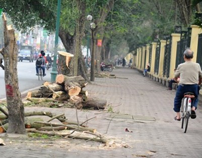 'Có hàng cây tuổi thọ 80 năm cũng bị chặt, buồn lắm'