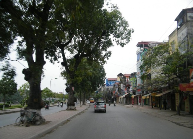 Gần 500 cây cổ thụ phải di dời để mở rộng đường
