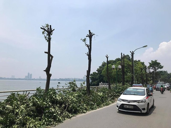 Hà Nội trồng 96 cây hoa sữa ở bãi rác Nam Sơn để át mùi hôi