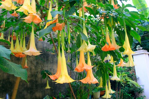 5 người trong một gia đình nhập viện vì ăn rau hoa chuông