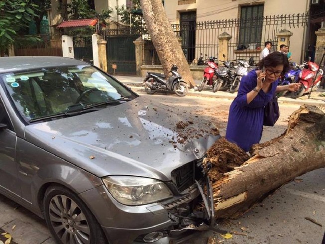 Cổ thụ đổ giữa phố Hà Nội, đè bẹp nhiều ô tô và xe máy