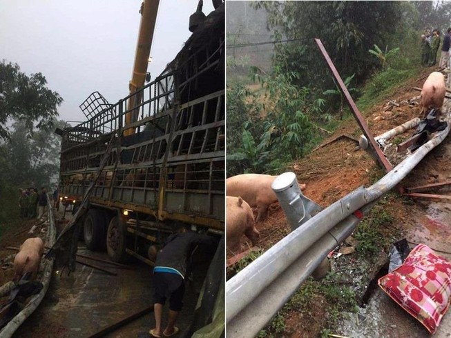 Thực hư vụ xe chở heo gặp nạn, dân ùa ra hôi của