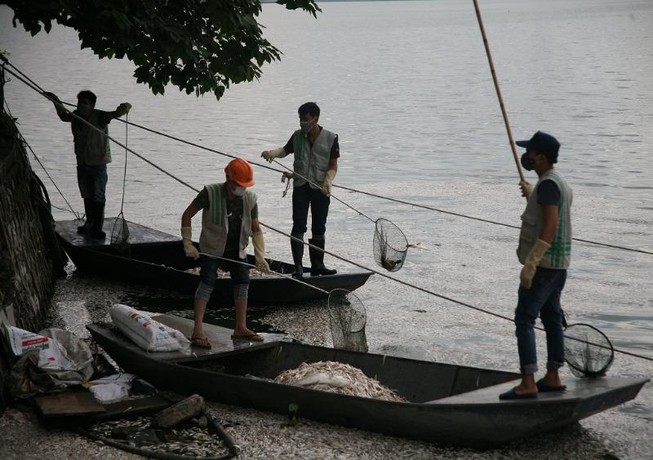 Cá lại chết trắng một góc Hồ Tây