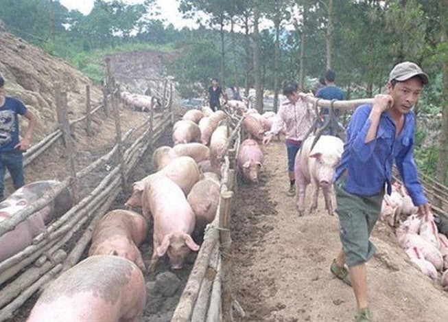 Phó Thủ tướng chỉ đạo ngăn chặn buôn lậu lợn