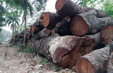 Tổng Thanh tra Chính phủ đề nghị làm rõ vụ chặt cây xanh Hà Nội