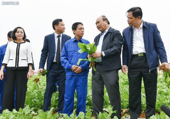 Thủ tướng 'xông đất' ngành nông nghiệp năm Kỷ Hợi