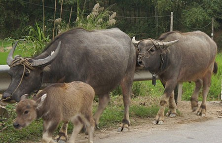 Vụ án giành trâu đi lạc