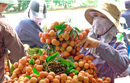 Bí đầu ra, chịu giá thấp