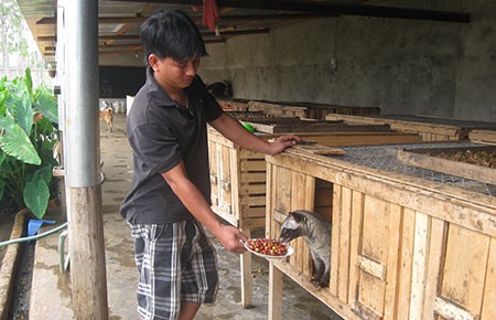 Đi tìm sự thật “cà phê chồn” - Bài 3: Enzim chồn - Sản phẩm hoang tưởng