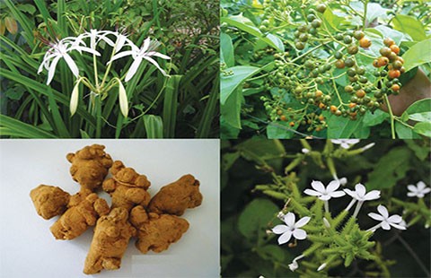 Loại bỏ u xơ bằng thảo dược