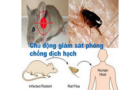 Dịch hạch từ Trung Quốc có thể vào Việt Nam