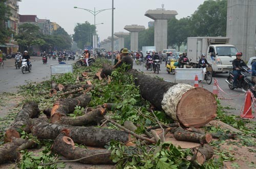 Tội phạm nào trong vụ chặt hạ cây xanh ở Hà Nội?