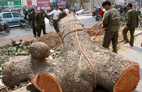 Kết luận thanh tra vụ chặt cây xanh Hà Nội: Chỉ một trưởng phòng bị xử nặng