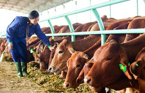 Không thay đổi, chăn nuôi sẽ ‘chết’