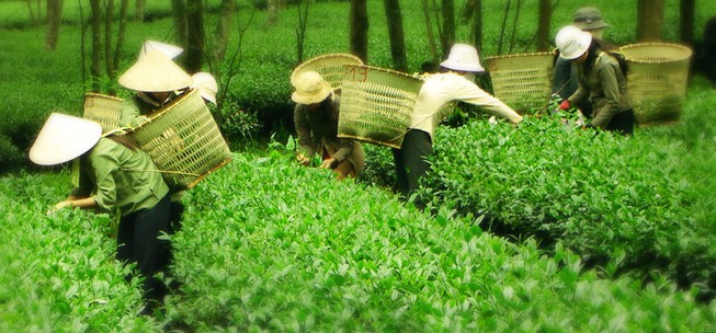 Trà Ô long tắc đầu ra, dân lao đao