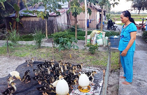 Đội ‘đặc nhiệm’ vịt cổ cò