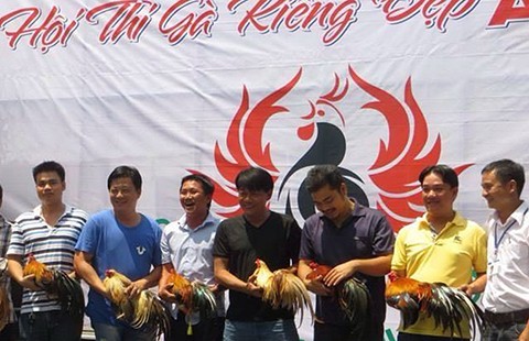 Dân chơi Sài Gòn chăm gà để thi hoa vương