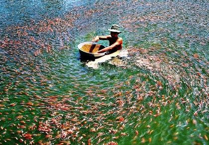Thủy sản muốn được hoàn thuế trước
