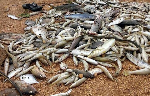 ‘Truy vết nơi thải độc giết cá không khó’