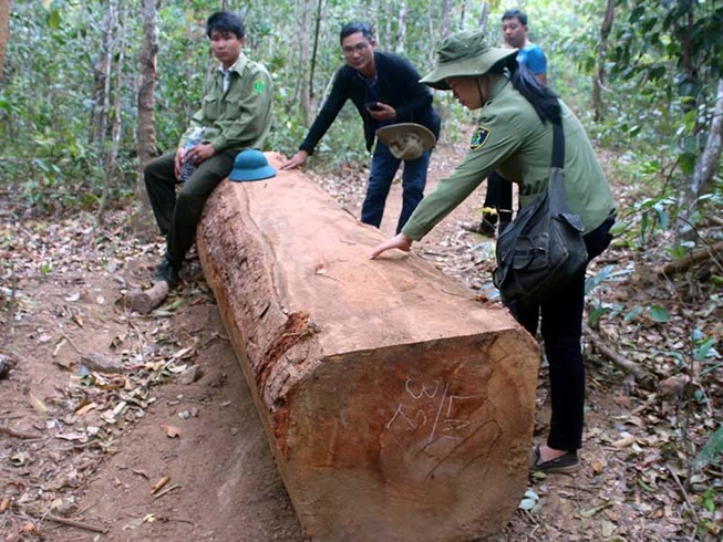 Dựng chuyện cướp gỗ: Kỷ luật cao nhất là buộc thôi việc
