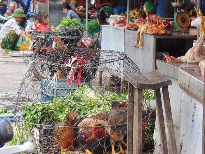 Gà chưa kiểm dịch đầy đường, mua bao nhiêu cũng có