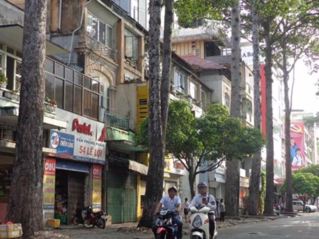 Cây xanh cần thì cứ đốn nhưng…