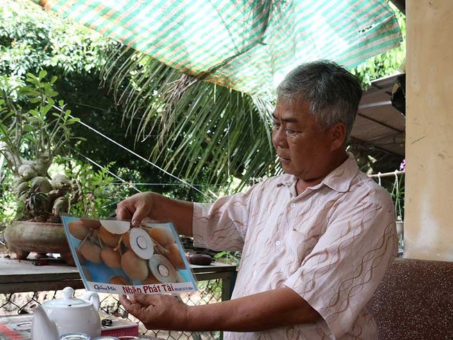 Giống nhãn Idol của ông Út Hiện