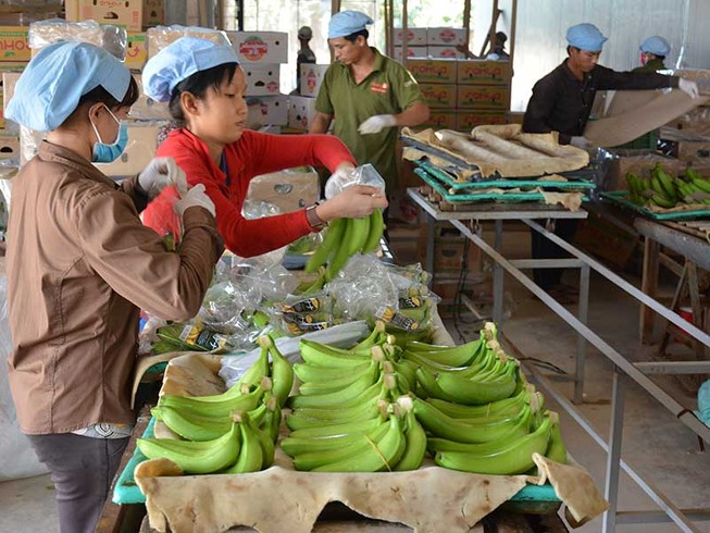 ‘Cục giải cứu nông sản’ giúp được gì?