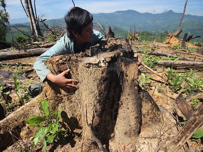 Hàng trăm ha rừng Quảng Nam bị phá