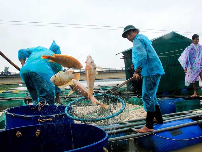Huế: Lũ về, hàng trăm tấn cá chết