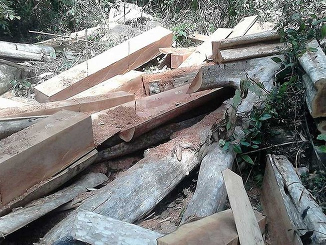13 vụ án phá rừng Sông Lũy phải tạm đình chỉ