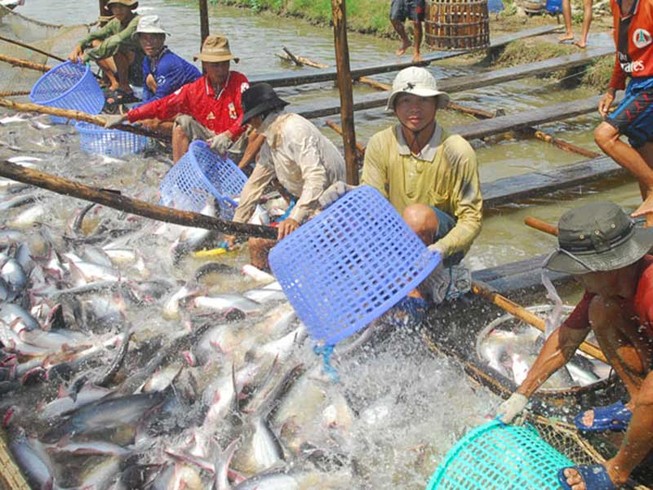 Thuế tăng sốc gần 10 lần, cá tra Việt hết đường sang Mỹ