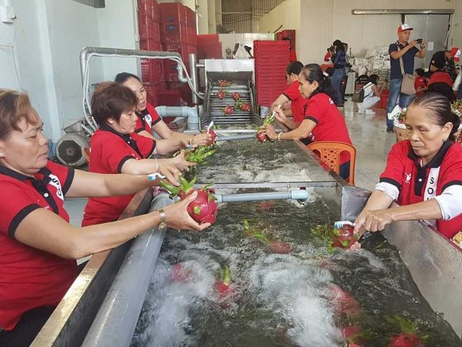 Trung Quốc truy ‘lý lịch’ gạo, chuối, xoài... Việt Nam