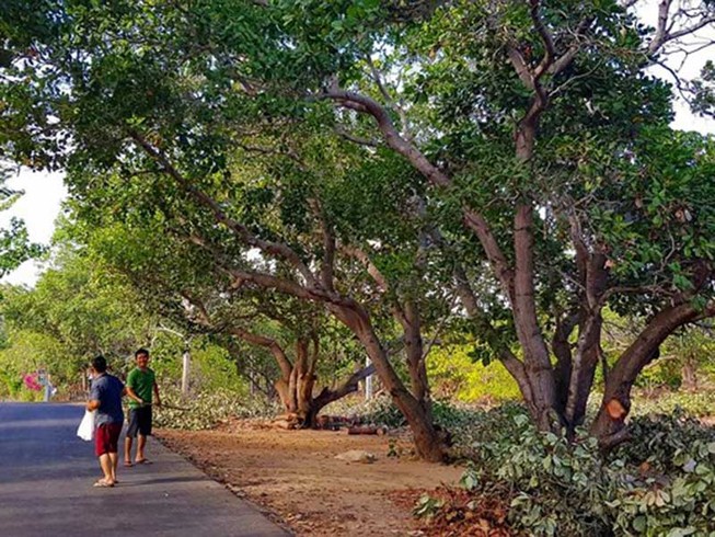 Chuyển mục đích 8.400 m2 đất chỉ tốn 196.000 đồng!