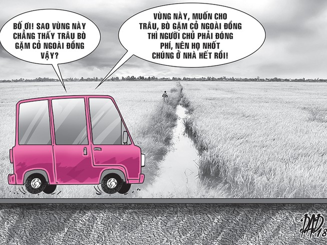 Quảng Bình: Trâu, bò ra đồng ăn cỏ phải đóng phí