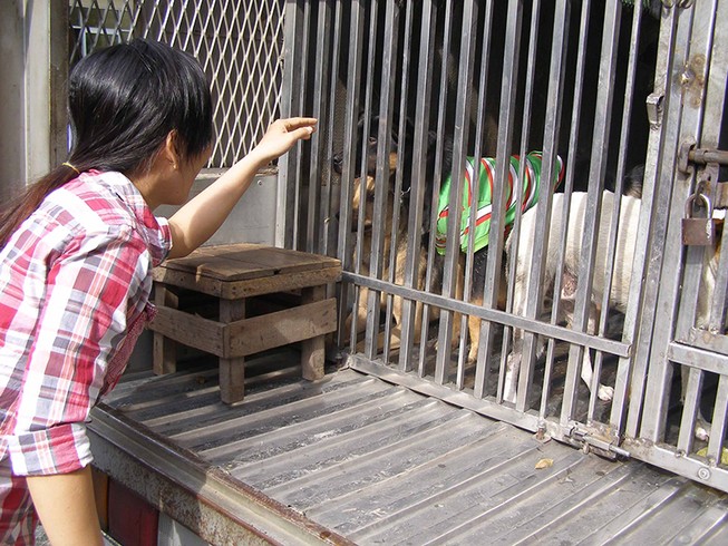 Chó nhà hàng xóm: Họa khó né