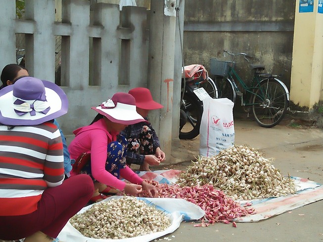 Huyện Lý Sơn tăng cường bảo vệ thương hiệu tỏi