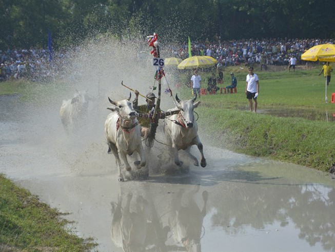 Tưng bừng lễ hội đua bò Bảy Núi