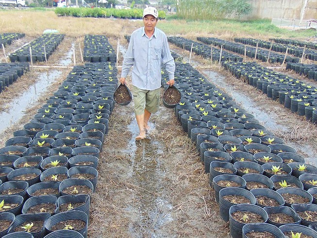 Hoa Tết chết từng ngày sau cơn bão số 9