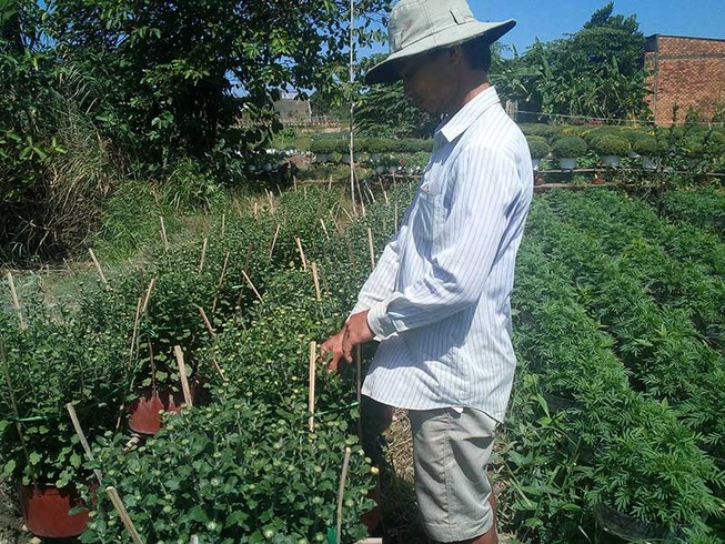 Nhà vườn trồng hoa Tết khóc vì hoa chết
