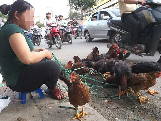 Dịch cúm A/H5N1 đã sát nách TP.HCM