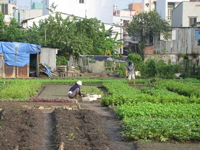 Trả 50% tiền hỗ trợ dân vườn rau phường 6, Tân Bình trước Tết