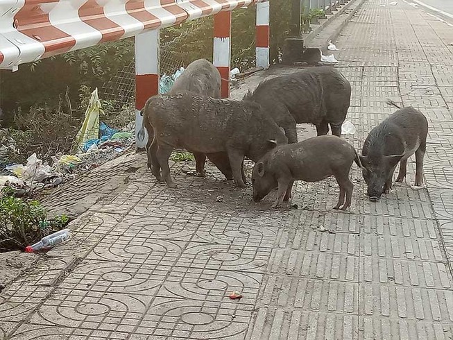 Làm gì với đàn heo thả rông trên đường Phạm Văn Đồng?