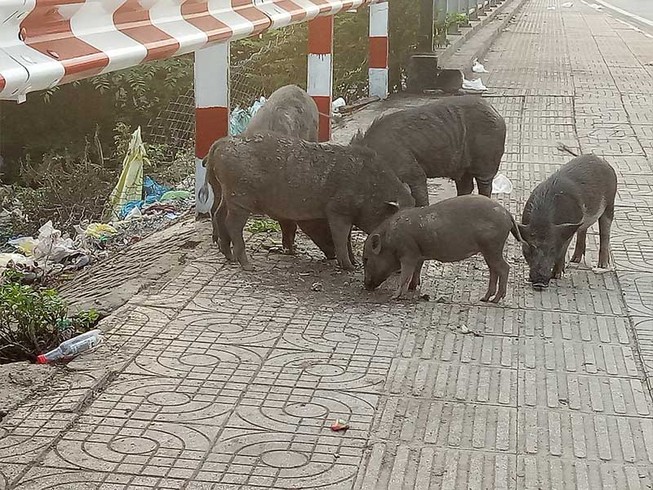 Chính quyền nói gì về đàn heo thả rông giữa phố?