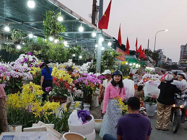Hoa lan Tết ‘cháy hàng’, đắt đến… từng centimet