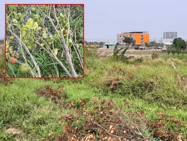 Thu hồi đất của mẹ lại cưỡng chế đất 3 người con